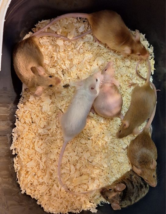 Myszy myszki kolorowe dumbo