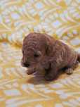Pudel miniaturowy