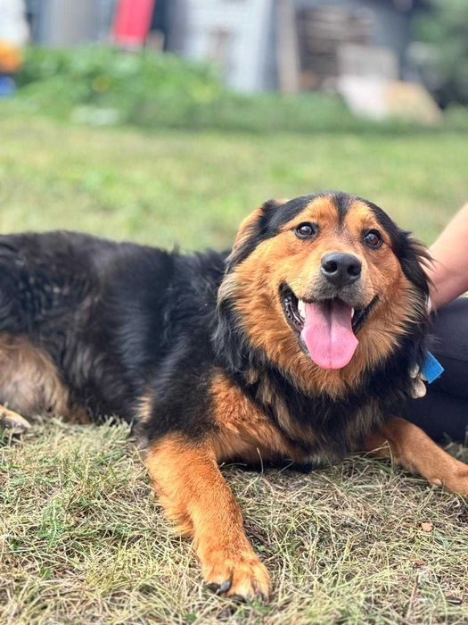 Cudowny PEDRO szuka swojego domu