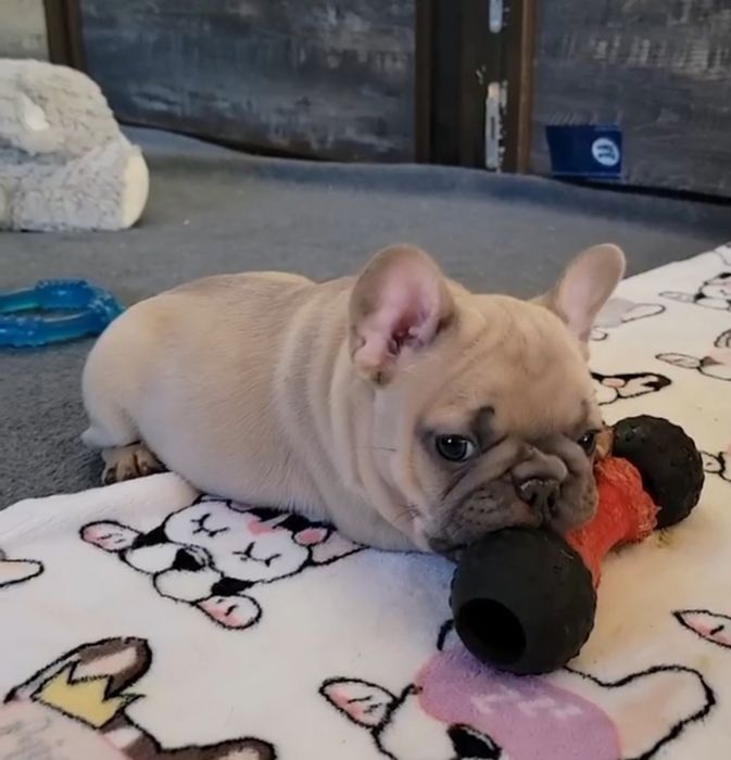 Віп Малишка французька