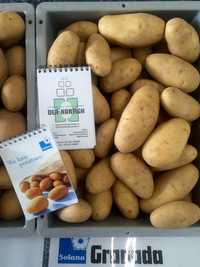 Продам насіннєву картоплю Гранада / Семенной картофель , картошка