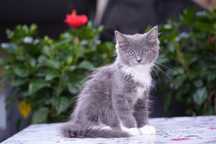 Kotka blue mitted solid ragdoll/cherubim