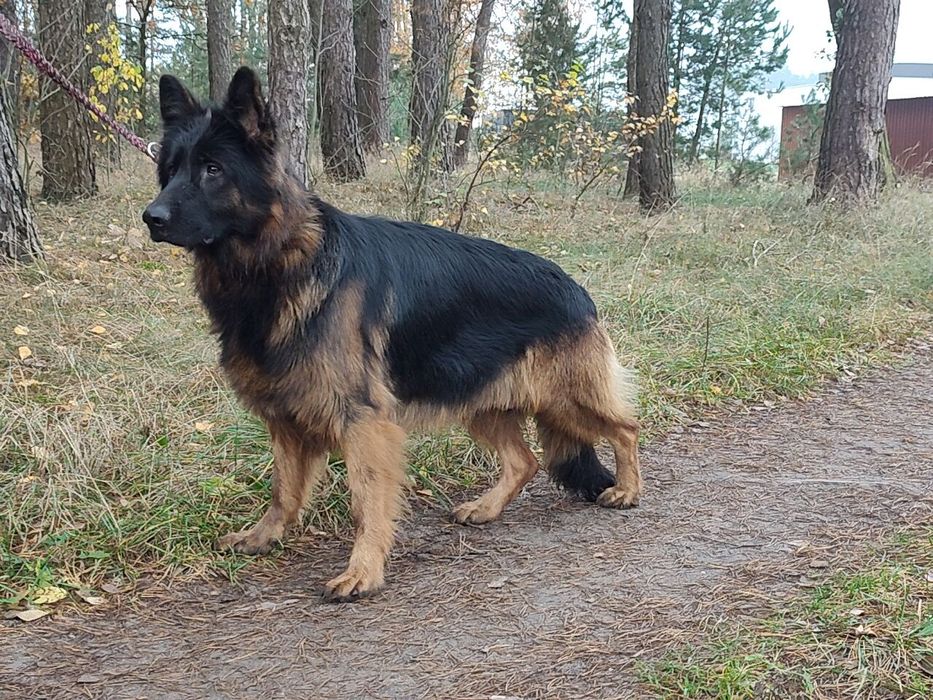 Owczarek niemiecki długowłosy piesek