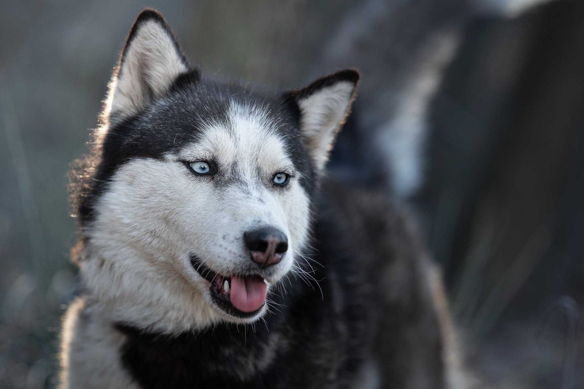 Suczka husky z potencjałem sportowym szuka aktywnego opiekuna. Adopcja