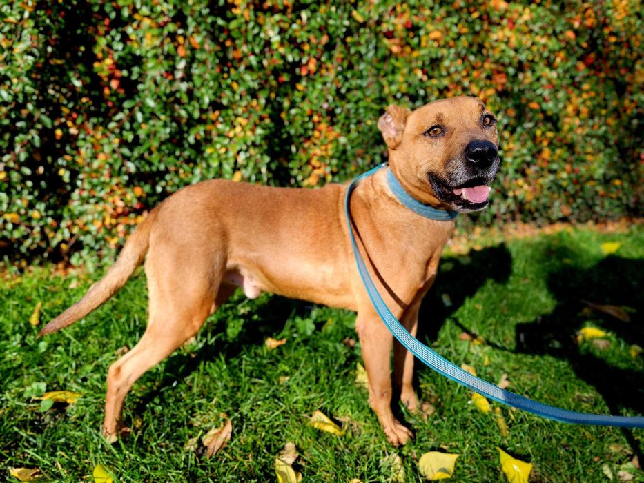 FRUGUŚ to fan wody i ludzkiego towarzystwa. Do adopcji.