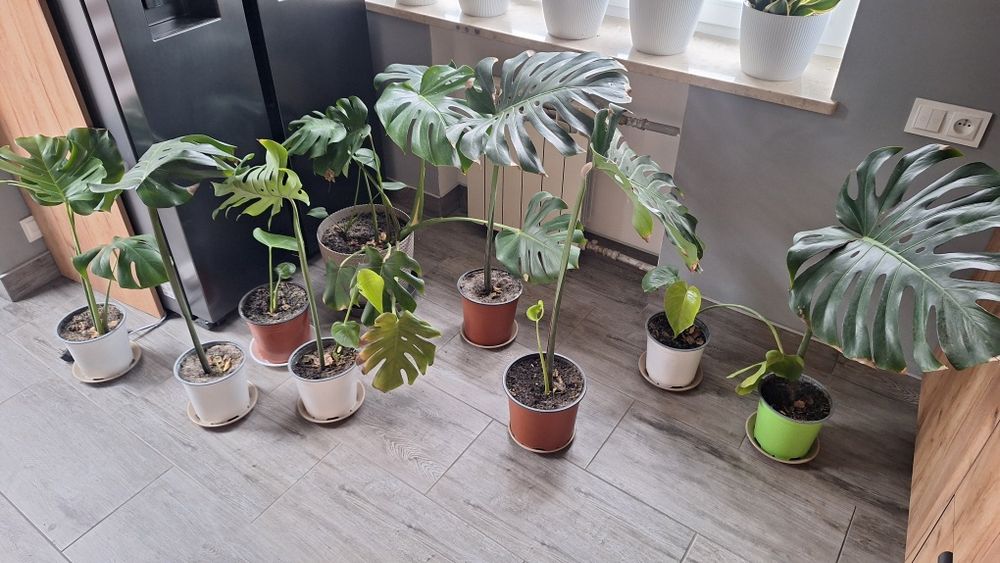Monstera sadzonki
