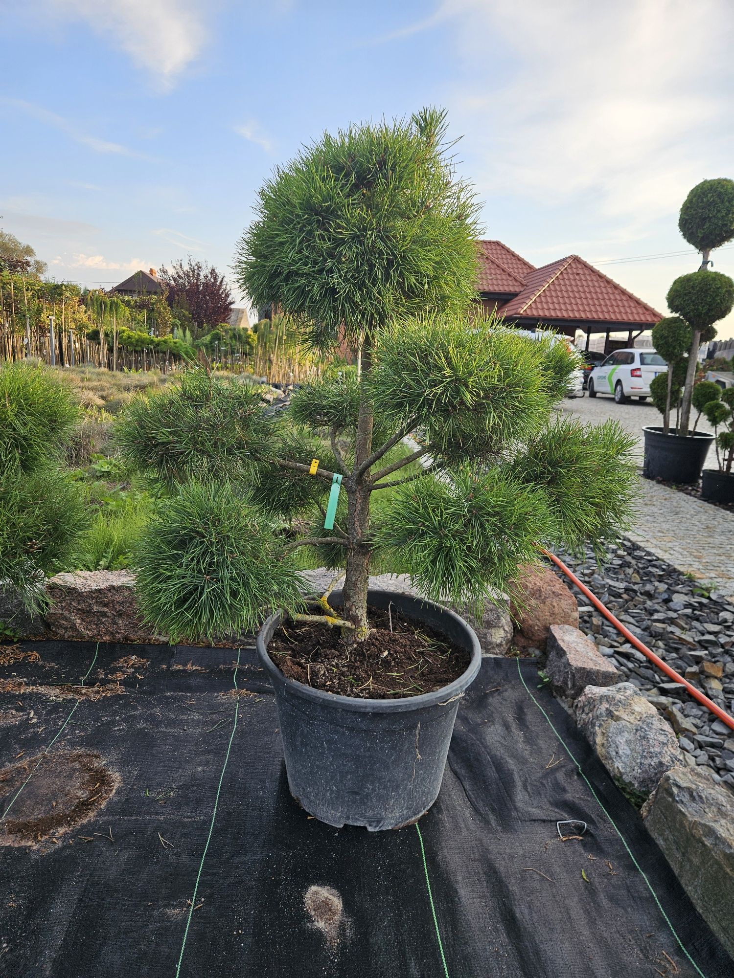 Sosna czarna.Bonsai.Tuje szmaragd.Klon.Katalpa
