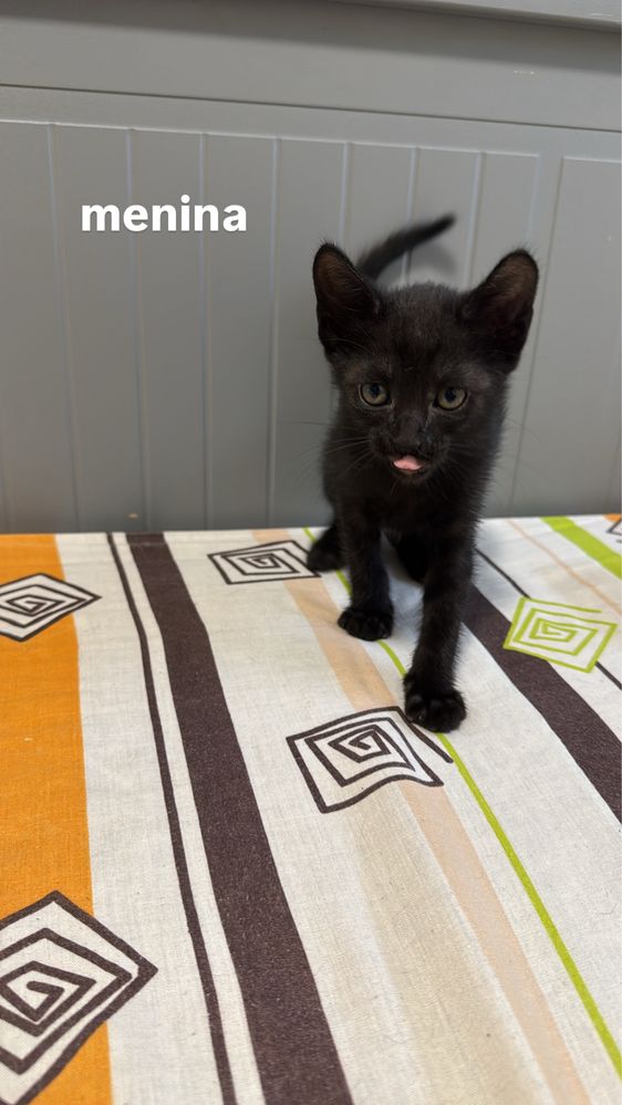Gatos bebes para adocao responsavel