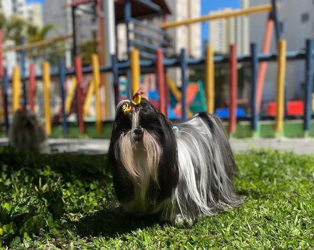 Shih tzu wyjątkowy Bąbelek chip Rodowód wyprawka