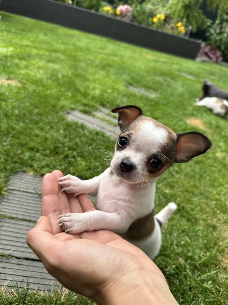 Chuchuahua piesek