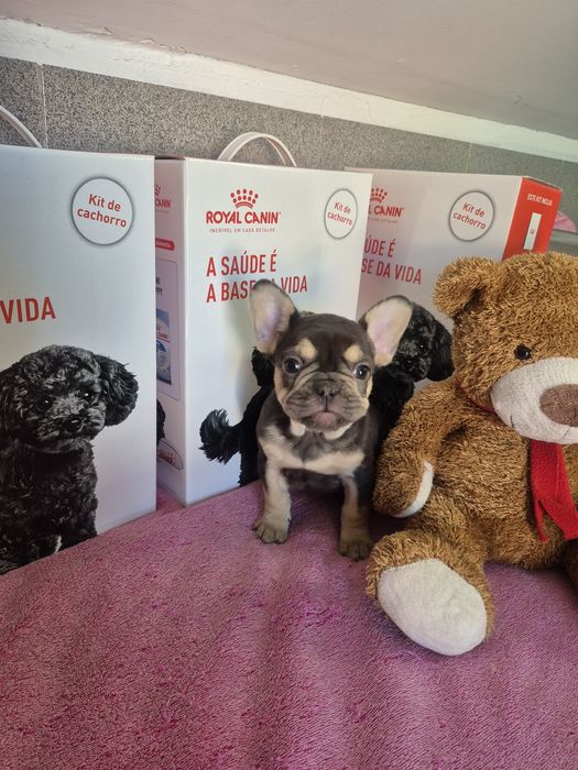 Bulldog Francês Fêmea Rojo Criadora Registada PT 3088 FL