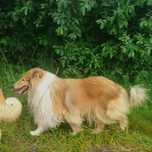 Owczarek szkocki długowłosy collie, szczeniak,suczka  Less