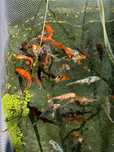 Karp Koi idealne do oczka wodnego