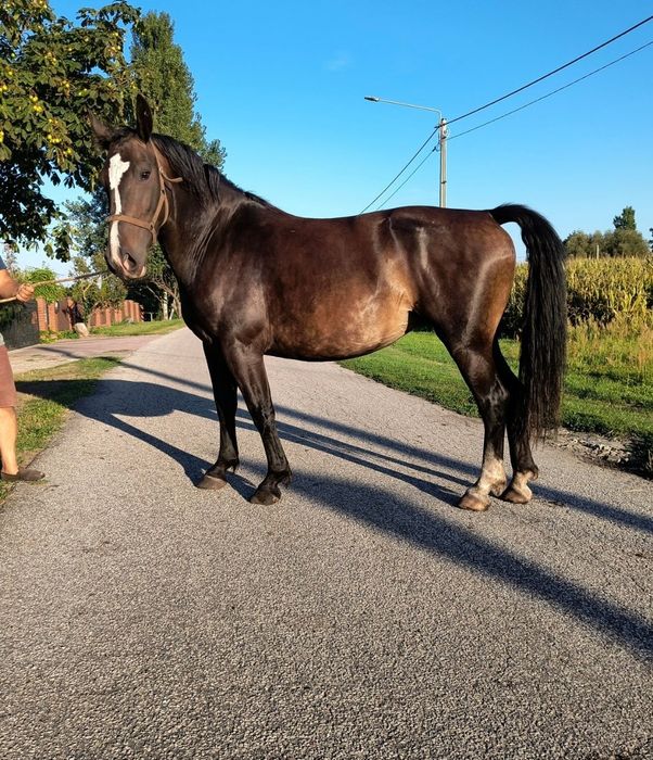Sprzedam klacz Śląska