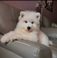 Samoyed samojed biały pies