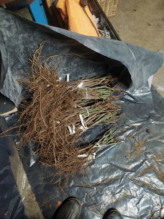 Sadzonki 2 winorośli wino i soki parafinam mikoryza wysylka