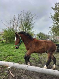 Sprzedam czternastomiesięcznego ogierka