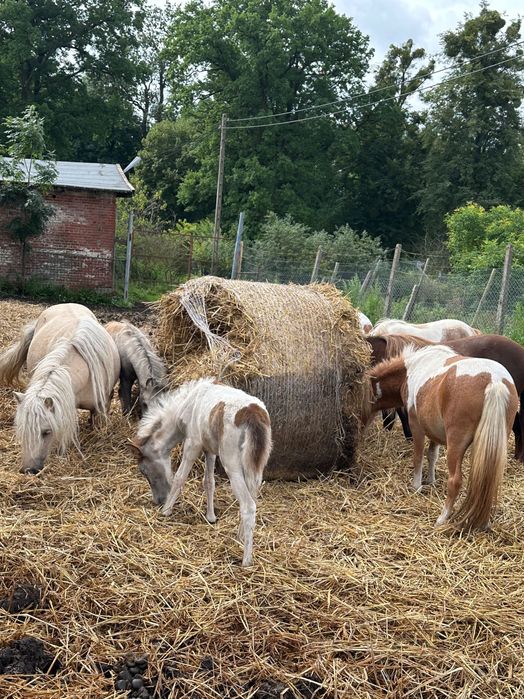 Parka kucy Klaczka i Ogierek   odsadki z 2025 roku , paszporty .