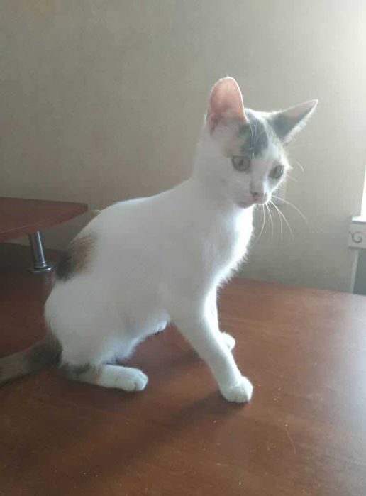 Трьохколірній кішці треба дім