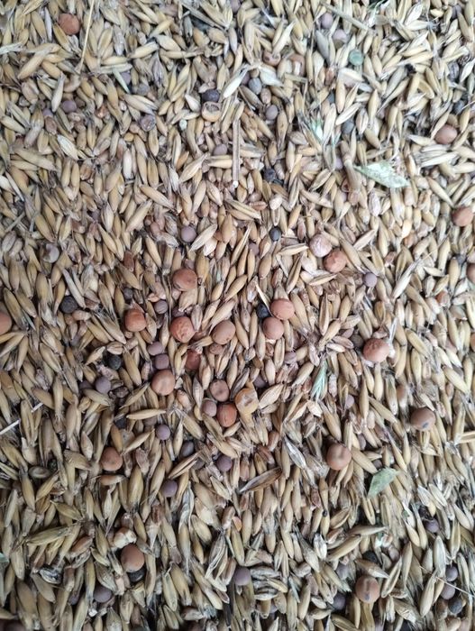 Sprzedam mieszankę i zyto