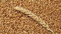 Пшениця урожай 2023