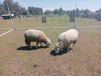 Vendo um casal de ovelhas juntos ou separados macho 150 euros