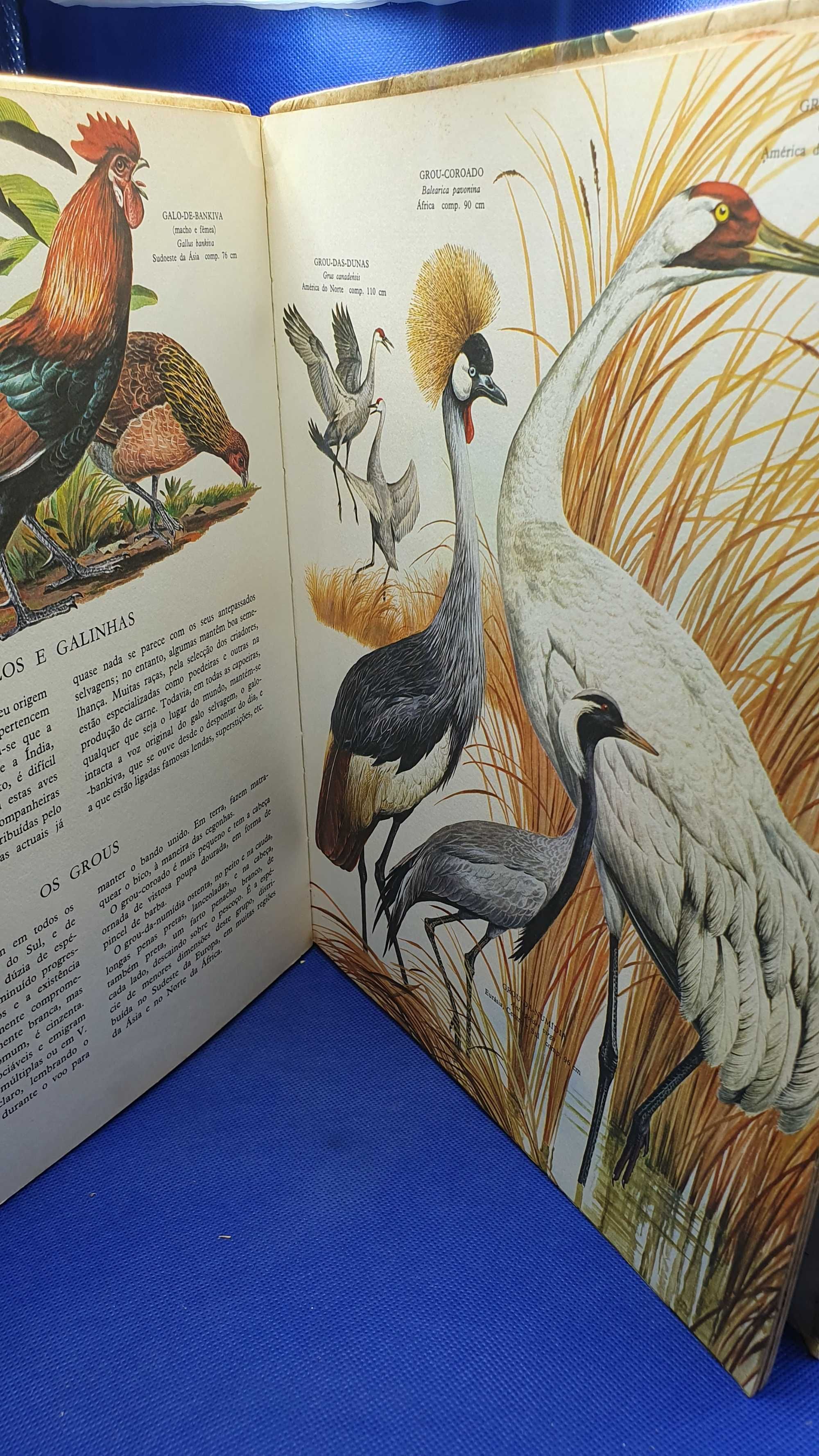 Livro - REF PVSO - Robert Porter Allen - O Grande Livro das Aves