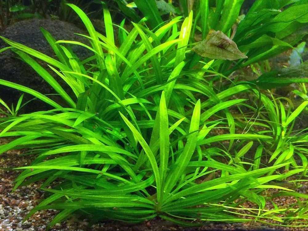 echinodorus magdalensis