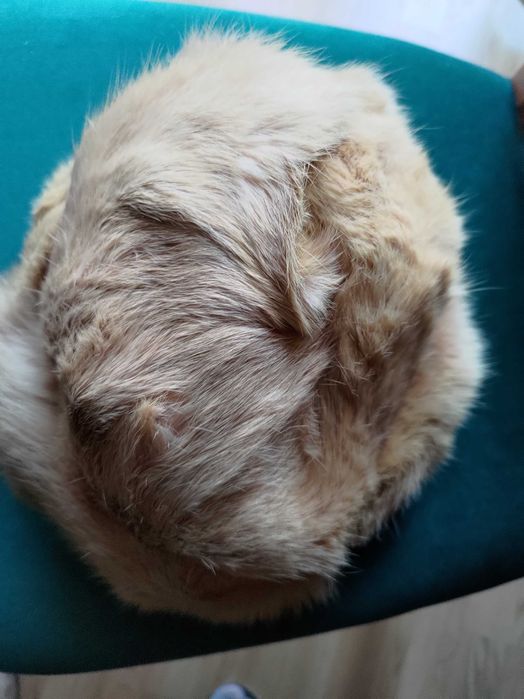 Czapka futerko z królika