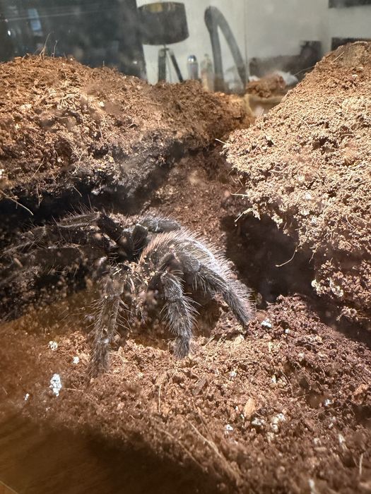 Xenesthis sp Bright 7 dc samica