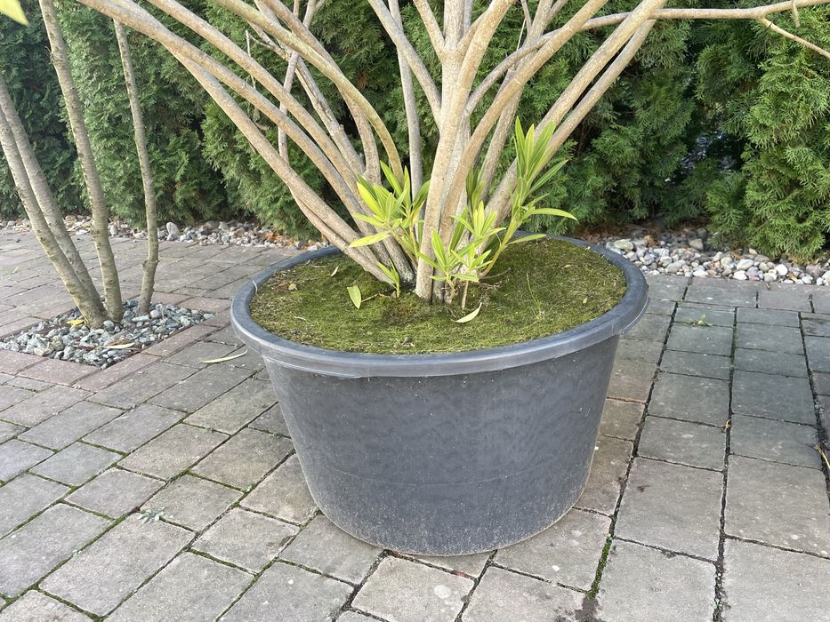 Kwiat doniczkowy oleander