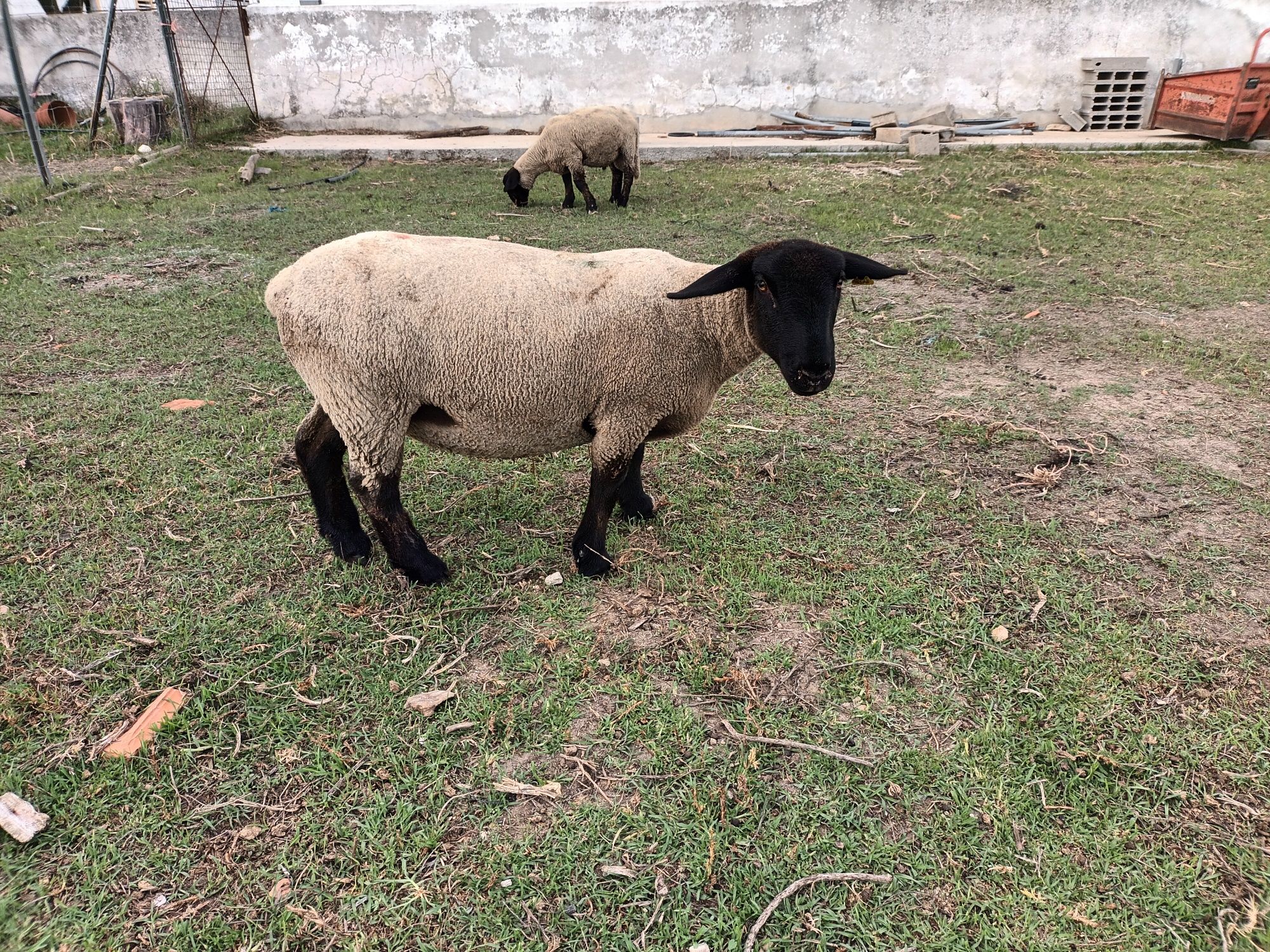 Ovelhas Suffolk puras