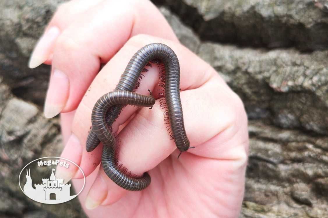 Krocionóg kenijski Telodeinopus aoutii Wije Karaczany Ślimaki Stonoga