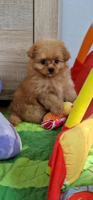 Pomapoo,  suczka