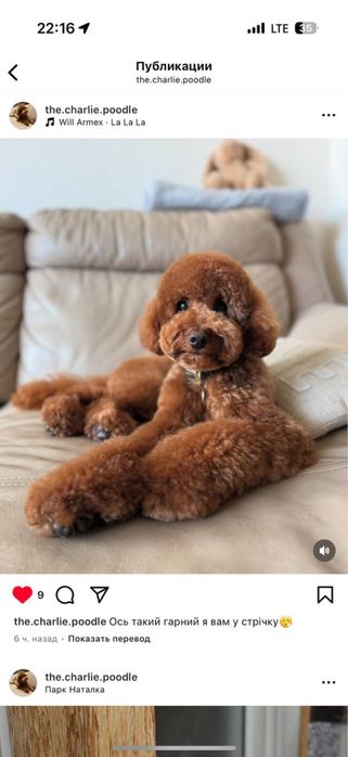 Від 800 грн (Грумінг на дому ( маленький простір) )