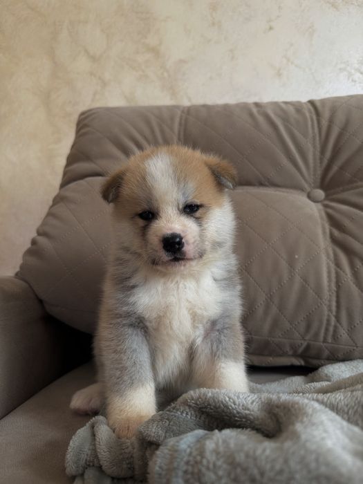 Szczeniak Akita Japonska (suczka)