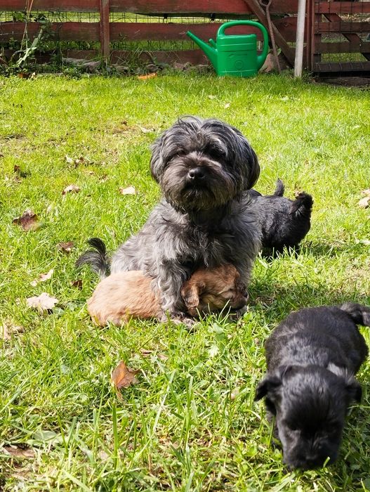 Maltipoo chłopiec , maltipoo F1 b ( maltańczyk pudel)