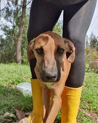 Lucifer- cachorro jovem para adoção de porte médio