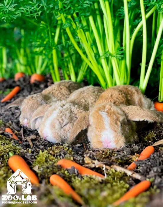 Гіпоаллергенні Нідерландські висловухі карлики, кролик карликовий