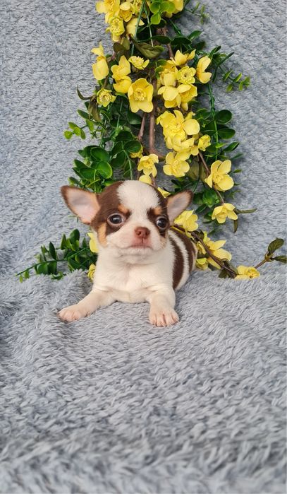 Estupendo super mini mini menino Chihuahua/Chiuaua de Qualidade