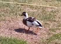 Call duck kaczorek