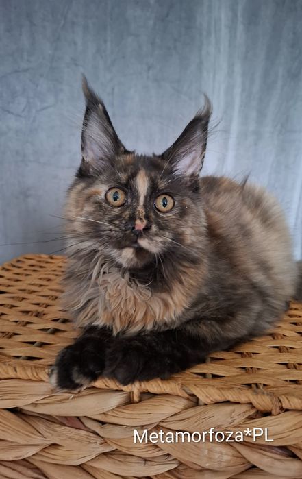 Kotka maine coon / ew. do hodowli