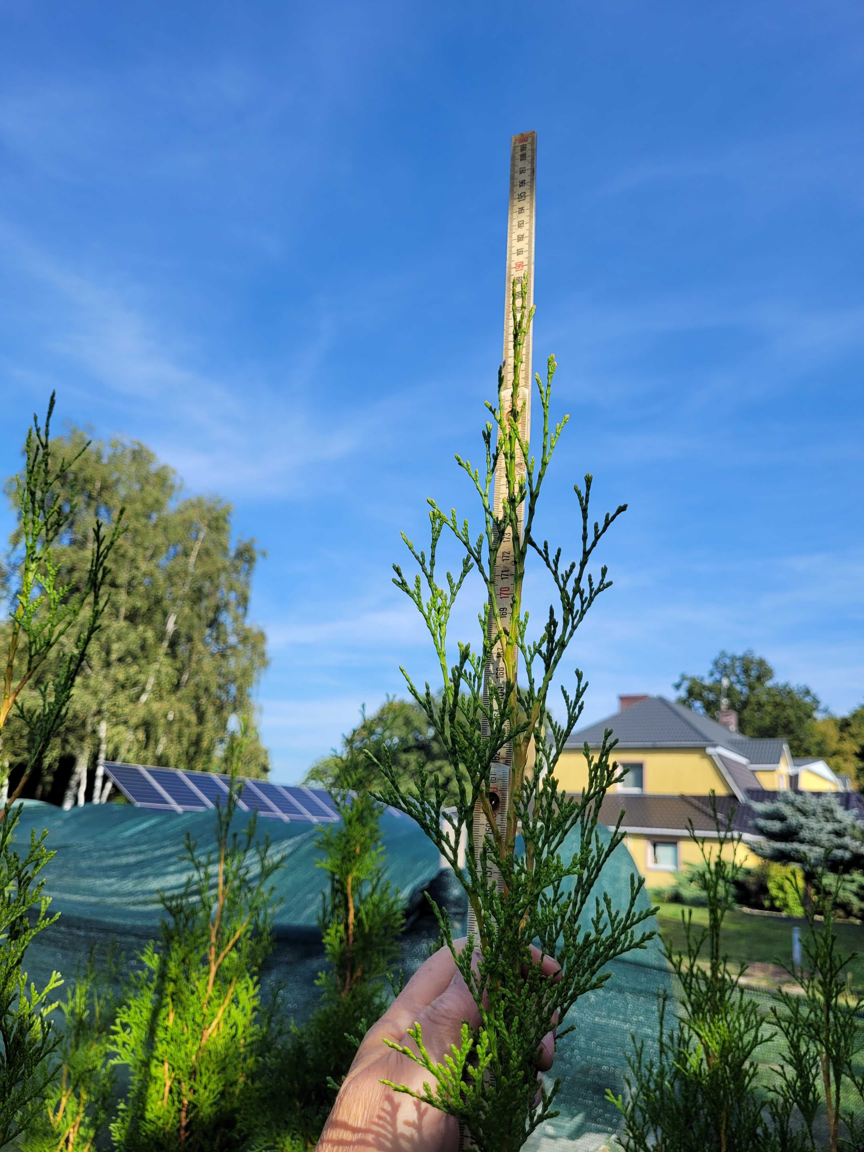 Tuja Thuja Szmaragd wys. 170-180cm doniczka 15 litrów