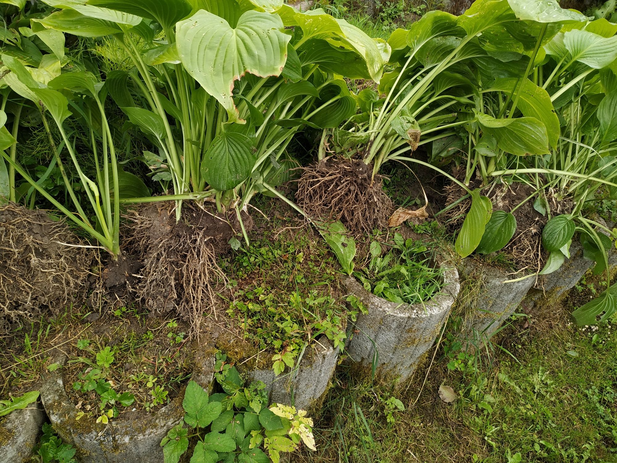 Funkie /okazałe karpy hosta/