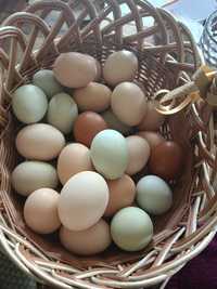 Swojskie jajka od rasowych kur
