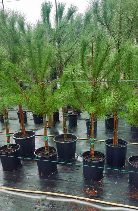 Lote 15 pinheiros mansos 1.40/1.70