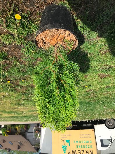 Krzewy ozdobne skalniaki bonsai tuja szmaragd sosna wrzos lawenda