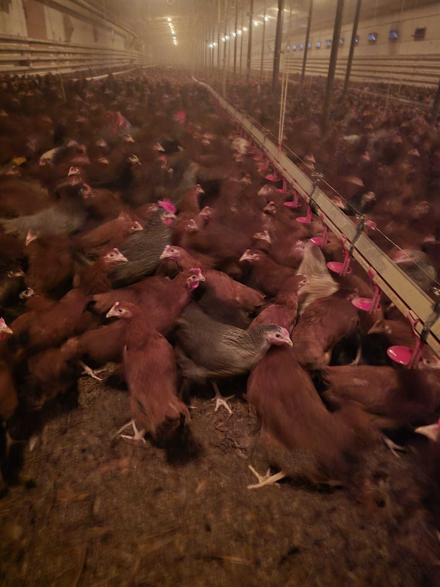Kury nioski prosto od hodowcy ! Kurki z jajkiem ! Messa Leghorn Senny