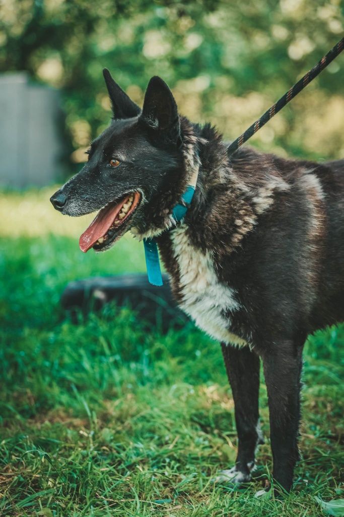 Walker do adopcji!