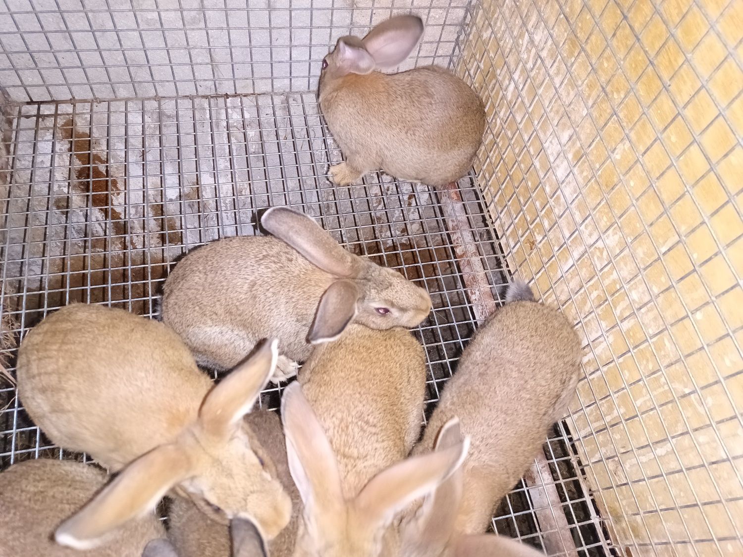 Coelhos Gigantes em adultos 6 a 9 kg
